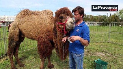 Vaucluse : la parole à la défense de Mammouth, le chameau accusé d'avoir agressé deux collégiens