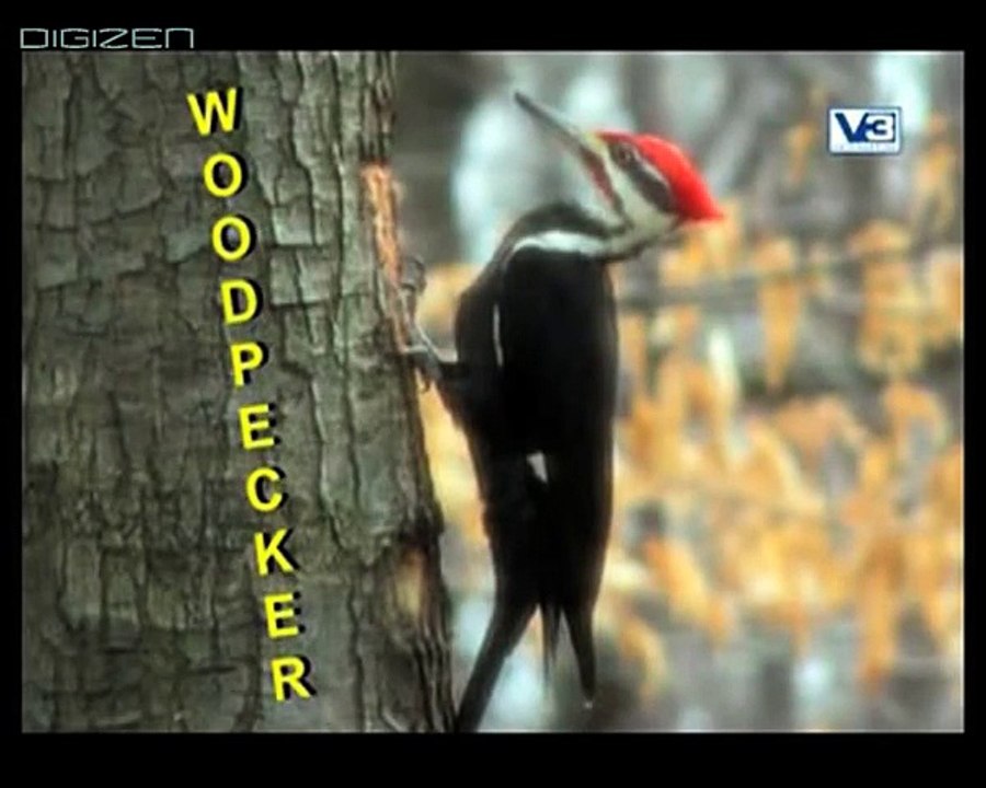 Phonics Song Woodpecker From KidRhymes