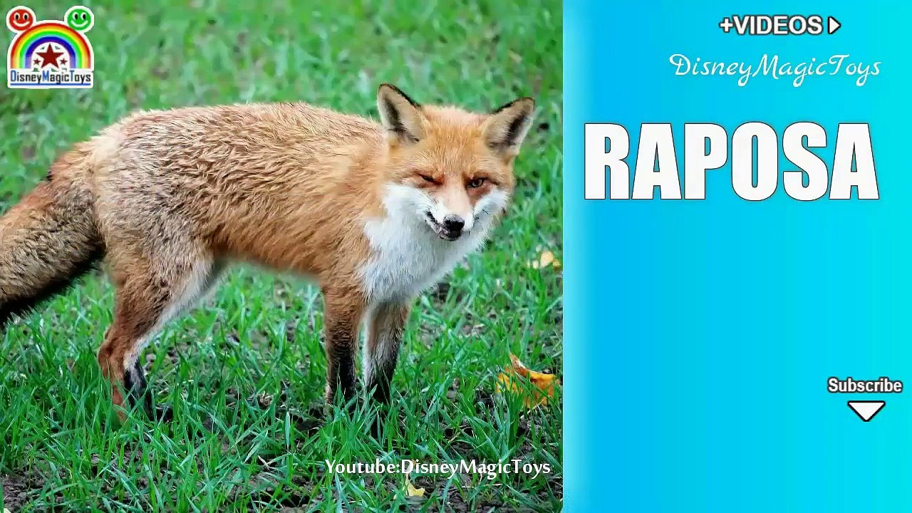 Aula de Inglês. Aprender os animais com tradução Português