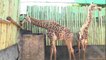 Búfalos, jirafas y cebras a subasta en Sudáfrica