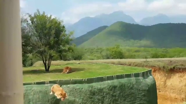 Leona intenta atacar a turistas y cae a un precipicio