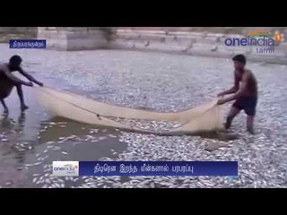 Dead fish float in tank of Subramaniaswamy temple - Oneindia Tamil