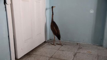 Yaralı Balıkçıl Kuşu Tedavi Altına Alındı