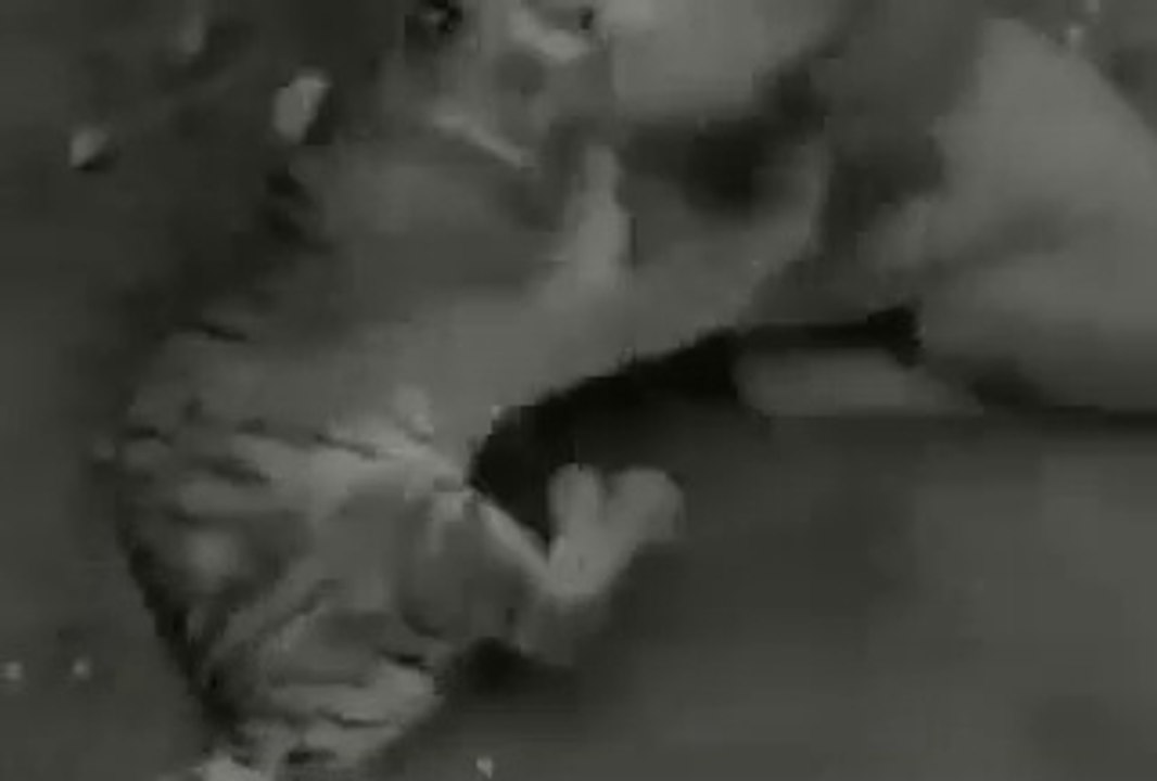 Lion vs Tiger Only Real Action - One Will Finish