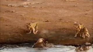 Lions Attack Rhino