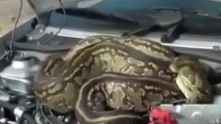 Giant Pythons Man Attack Snake Attack