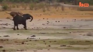 Lion vs Elephant Fight - Helpless Elephant HD