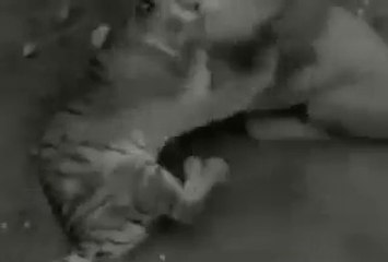 Lion vs Tiger Only Real Action - One Will Finish