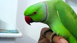 Conversation with my parrot_Worlds best Bird.