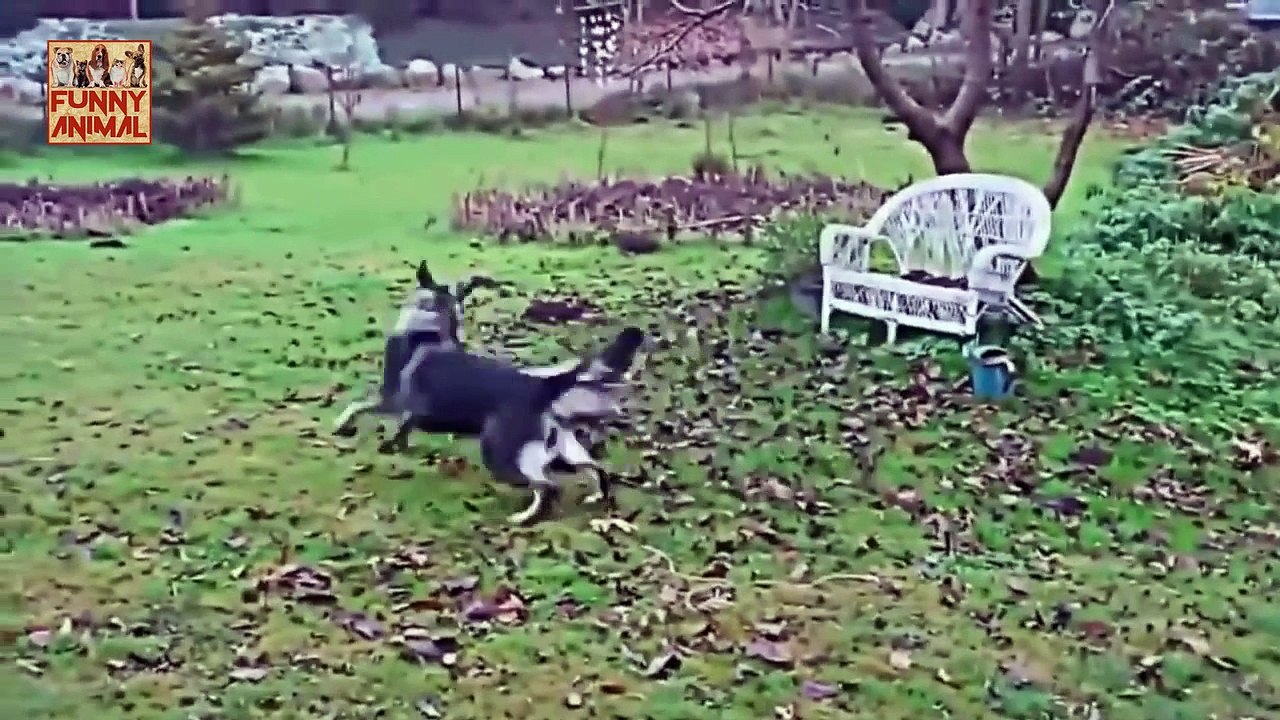 New Funny Cats vs Dogs