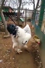 If You’re Afraid Of Chickens Or Roosters You Might Want To Skip This One