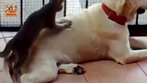 New Funny Cats Massaging and Petting Dogs