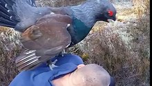 Un énorme oiseau attaque un homme et s’accouple avec lui