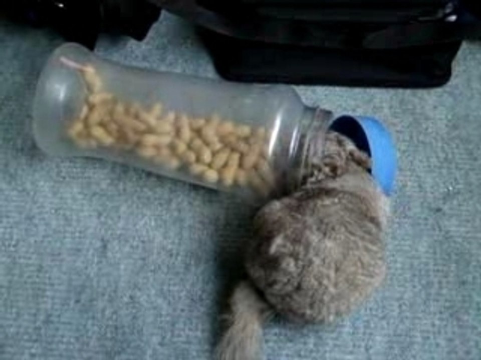 Fred Chinchilla Stealing Peanuts