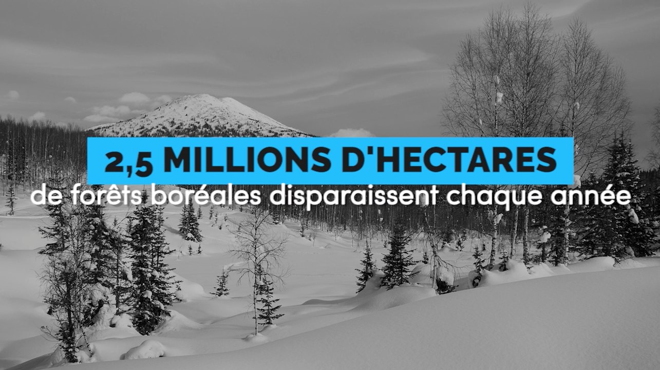 2,5 millions d'hectares de forêts boréales disparaissent chaque année
