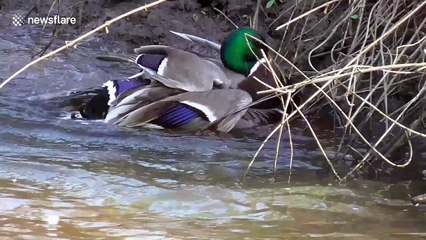 Two male ducks fight over a female