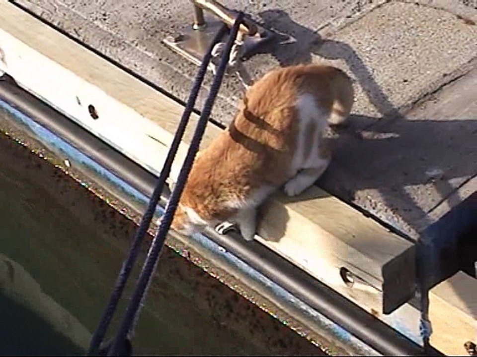 Le Chat pêcheur