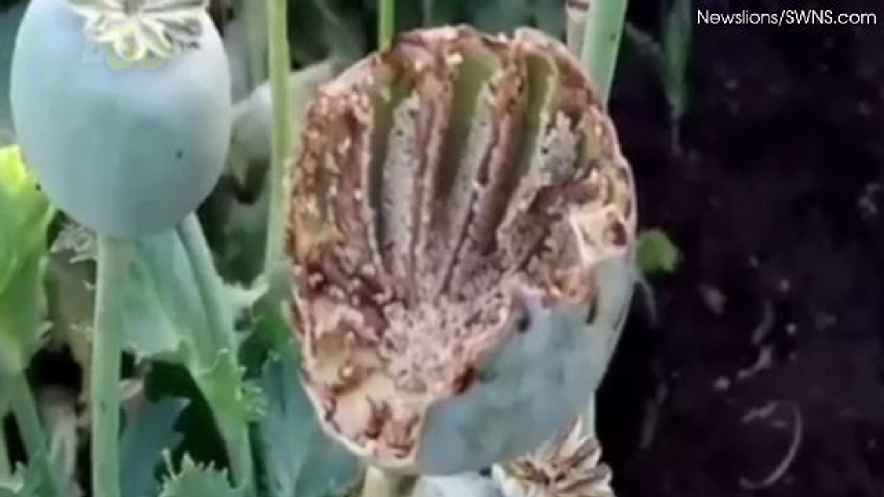 These Wild Parrots Are Addicted to Drugs