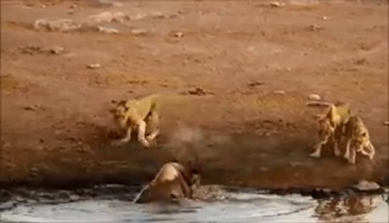 Lions Attack Rhino
