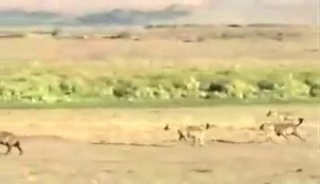 Lions Attack & Kill Hyena - Lions Hyenas Wars
