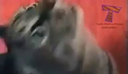 Animals screaming and making funny noises