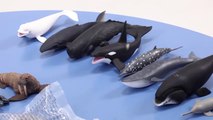 #36 상어와 고래가 싸우면 과연 누가 이길까! 꼬꼬스토이 Sharks vs Whales, Shark mania , Collecta figures-PLfg1JP
