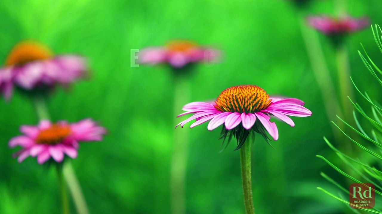 Sore Throat Remedies