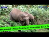 Straying of Elephants Creates Panic Near Coonoor