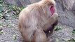 Baby Monkey newborn - Grooming - Baby Animal Video