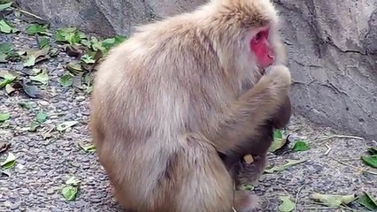 Baby Monkey newborn - Grooming - Baby Animal Video