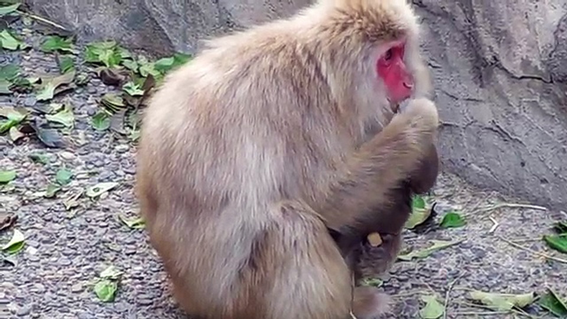 ⁣Baby Monkey newborn - Grooming - Baby Animal Video