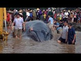 Hàng ngàn người xem giải cứu cá voi 10 tấn mắc cạn ở Nghệ An [Tin Việt 24H]