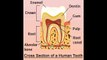 Human Tooth Anatomy With Labeled Diagrams Youtube Video