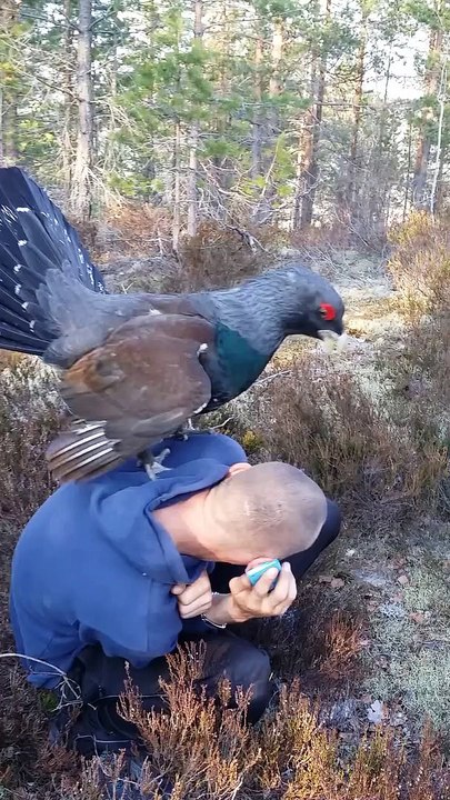 Il se fait agresser sexuellement par un oiseau