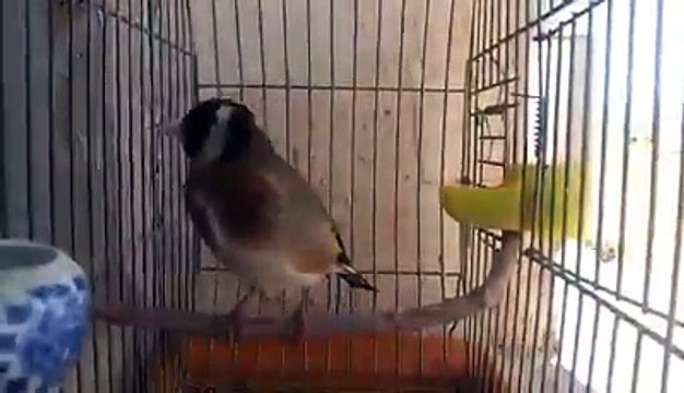 Magnifique Chant donnez nous nous vos avis svp de : بوعبدالله بن عزوز