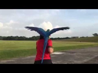 Macaw Parrot Keeps Owner Company on a Jog