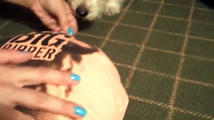 Dog Afraid Of Whoopie Cushion Fart