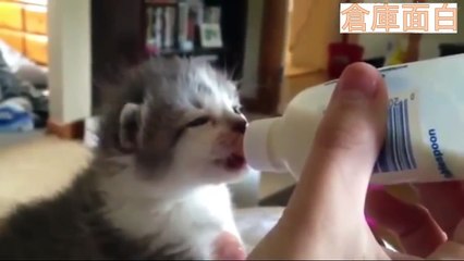 面白い動物ハプニング映像集 超厳選版#25