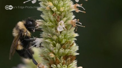 Paslı yamalı yaban arısı yok oluyor