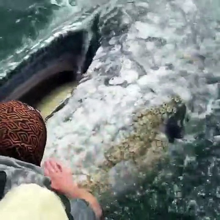 Ils font une rencontre très spéciale en pleine mer