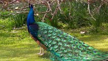 Indian Blue Peacock in action amazing