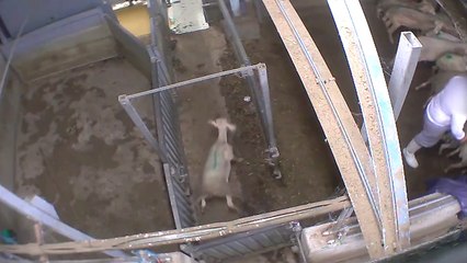 Abattoir made in France - certifié bio - Le Vigan