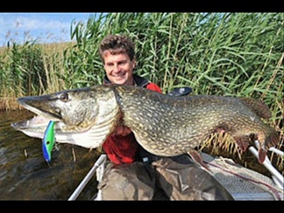 Les plus gros brochet et muski du monde.