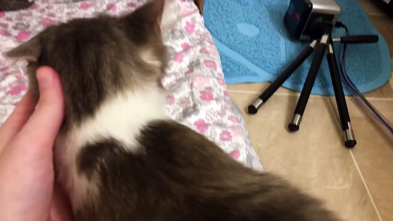Getting to Know Momma Kitty and Her Six Kittens!