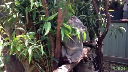 Funniest Koala Bear EXPRESSION