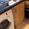 Un chat essaye de manger un concombre