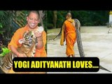 Yogi Adityanath has soft heart for animals, pictures goes viral | Oneindia News