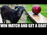 Maharastra cricketers get Goat for winning matches, chickens for runners-up | Oneindia News