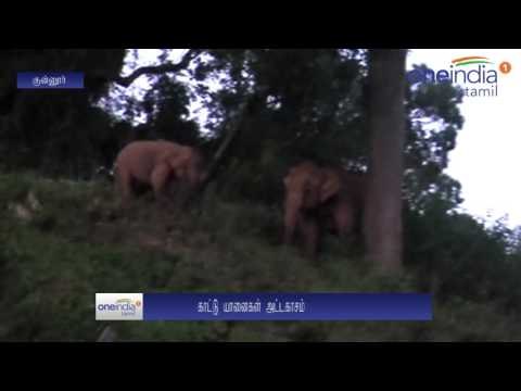 பங்களாக் கதவை உடைத்து உள்ளே புகுந்த காட்டுயானைகள்... பீதியில் வீட்டுக்குள் முடங்கிய மக்கள்- வீடியோ