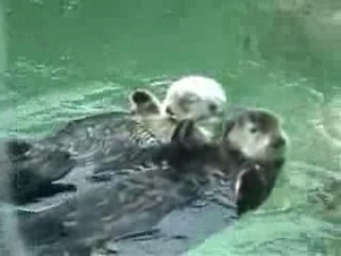 Otters Holding Hands